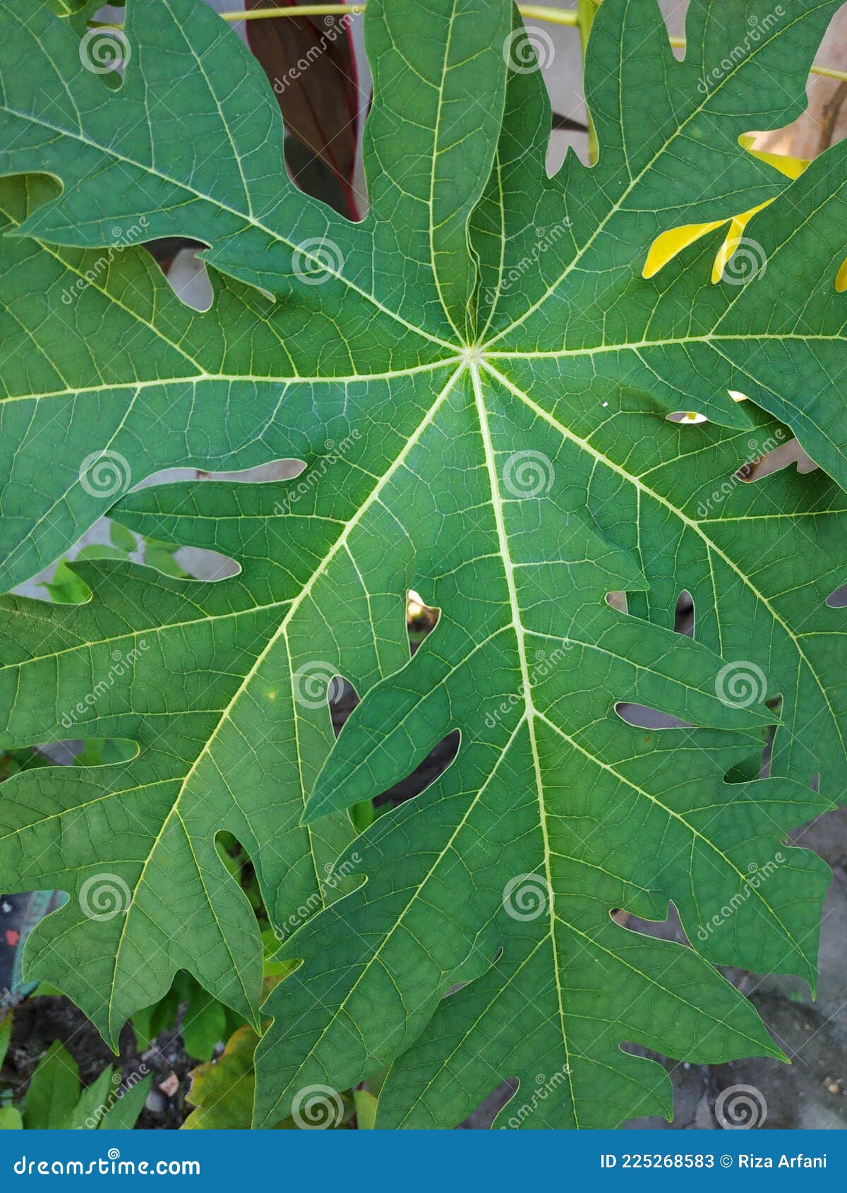 Nature papaya leaf stock image. Image of tree, flower 225268583