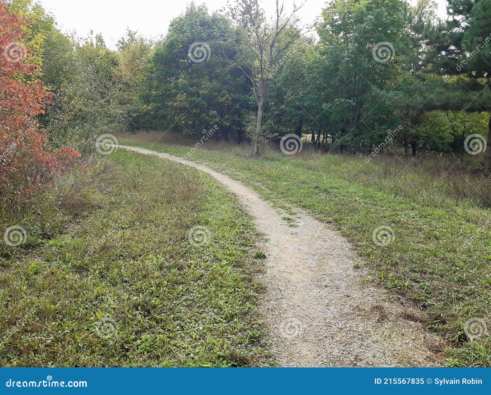 nature path though in forest pathway in pine trees in hostens gironde france