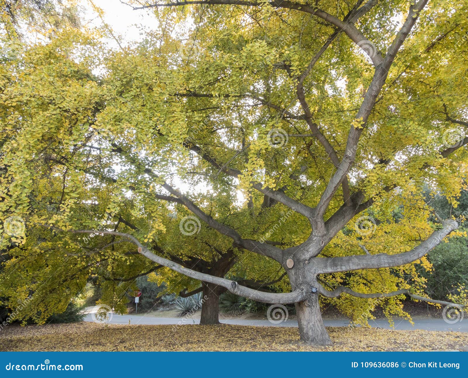 Nature Pathway On A Sunny Day Stock Photo Image Of Arcadia