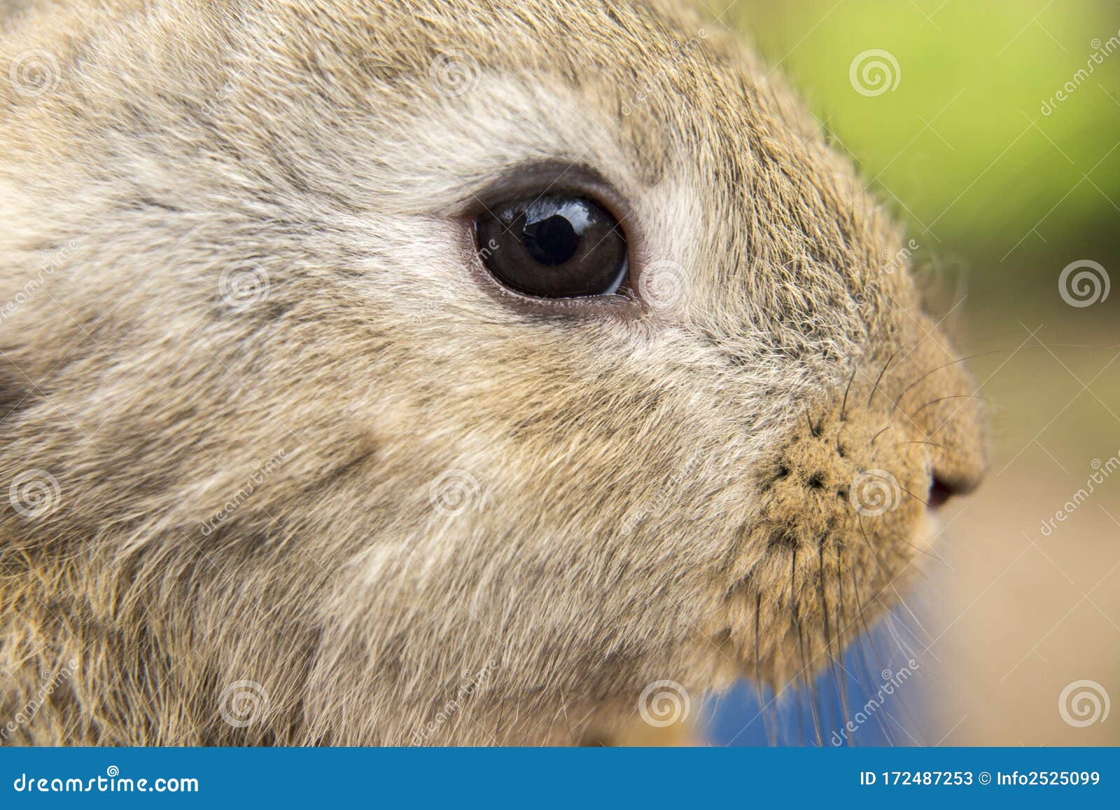 close up of baby rabbit eye in a farm background
