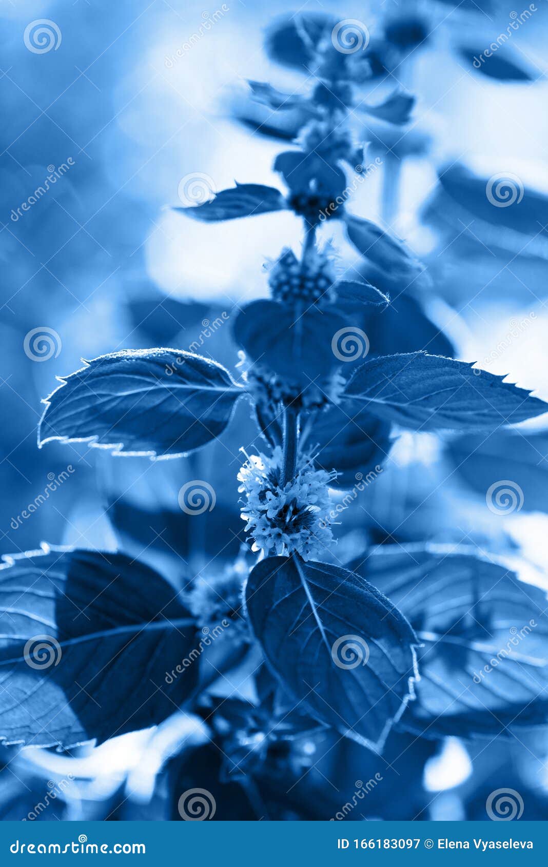 Plant Toned in Blue Color. Trendy Color Concept of the Classic Blue Background Editorial Photography - Image of leaf, 166183097