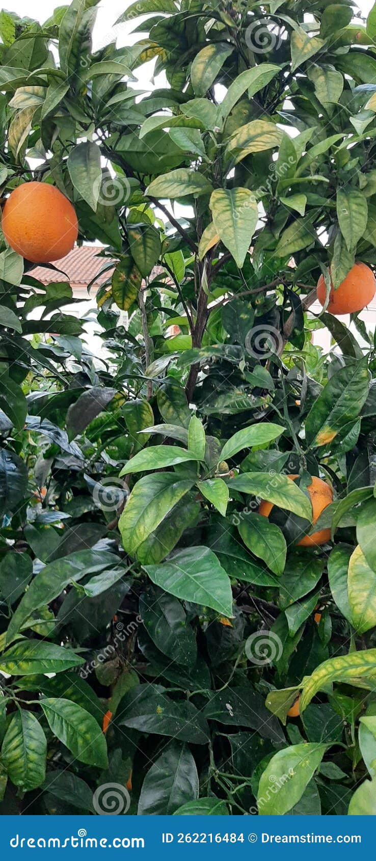 Nature Plants Orange Tree Oranges Tree Stock Photo Image of oranges