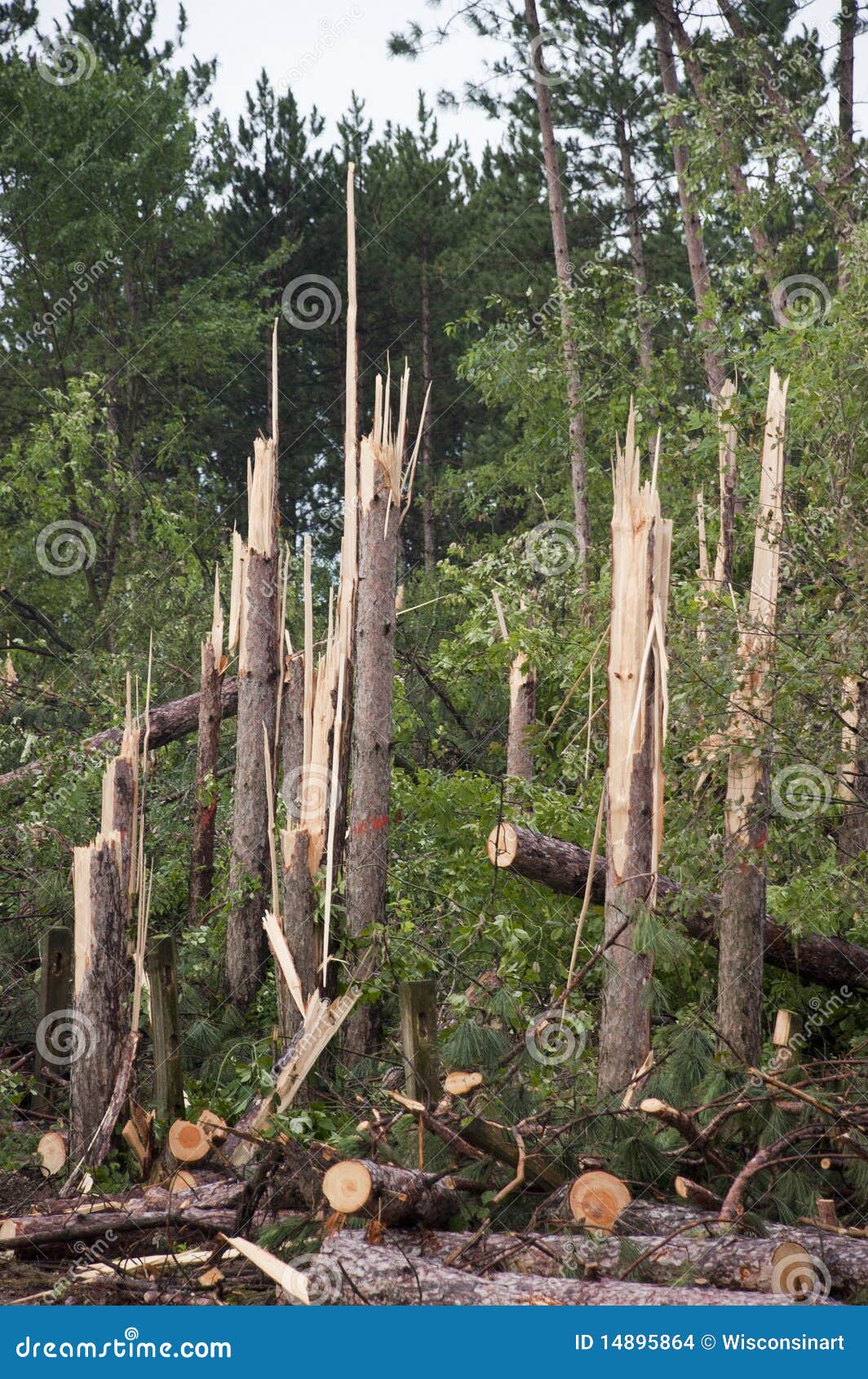 Nature Power, Trees Snapped in Half Tornado Storm. Example of the wrath and power of Mother Nature. Pine trees are snapped in half like toothpicks after a tornado sweeps through the woods. Storm weather damage throughout the area occurred.