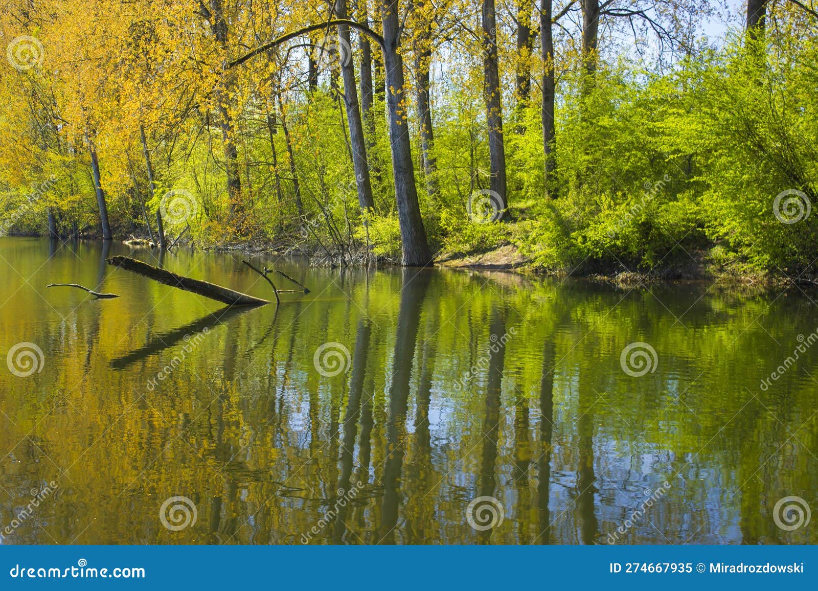 nature reserve bislicher insel, germany