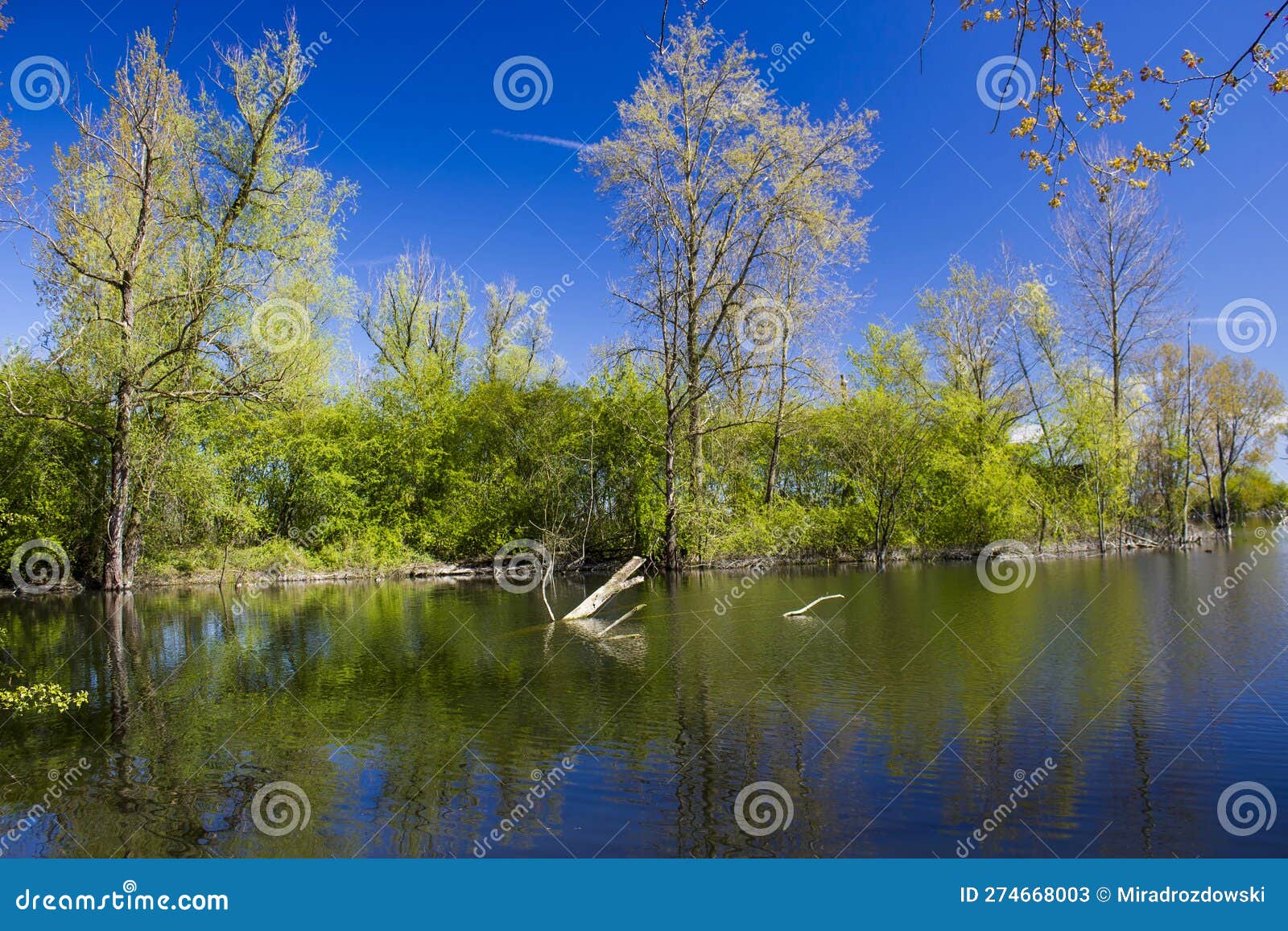 nature reserve bislicher insel, germany