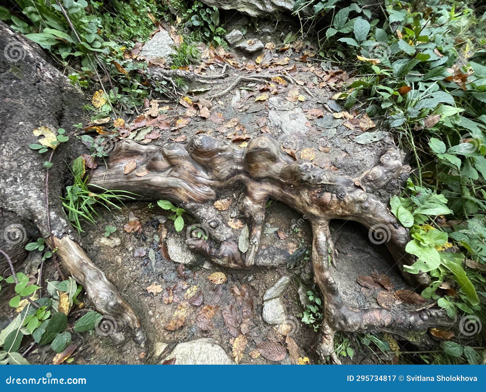 autumn's elegance: a stump with beautiful roots in the old forest
