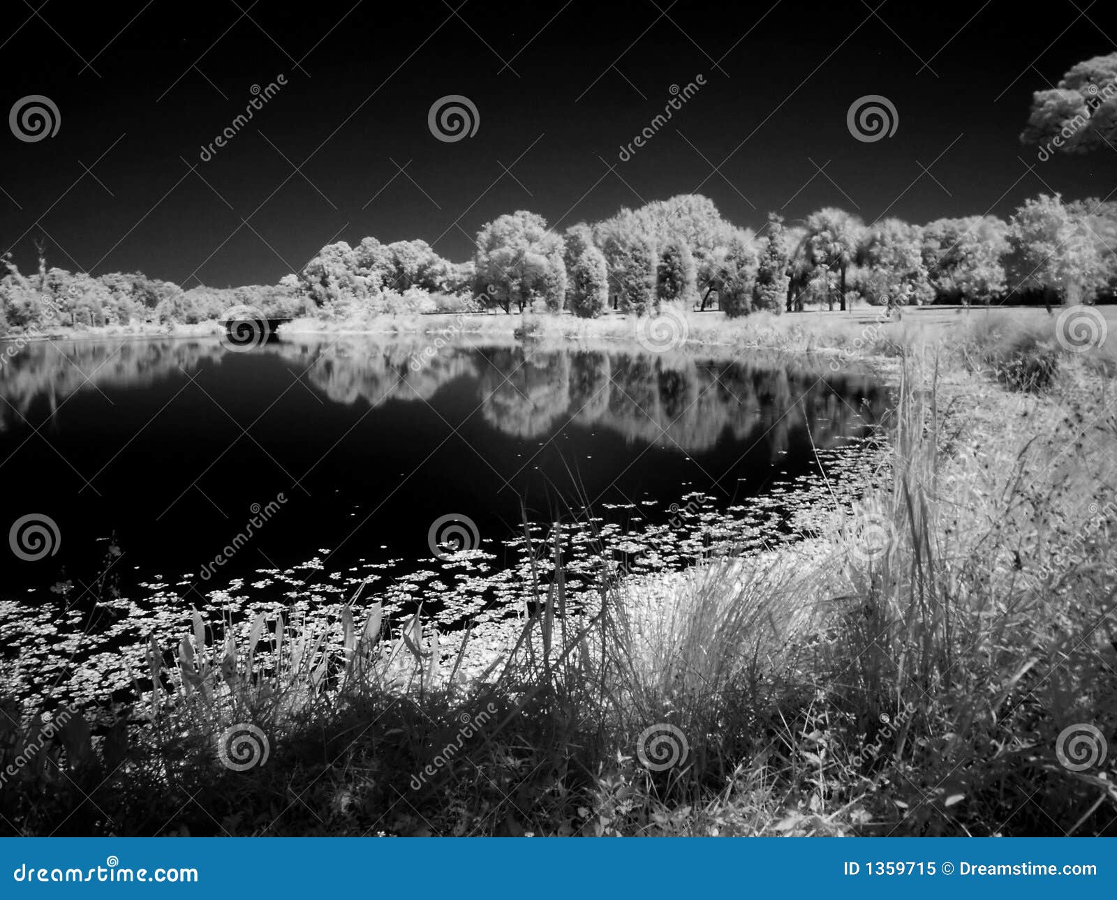  Nature  s Curve  stock image Image of trees branches 