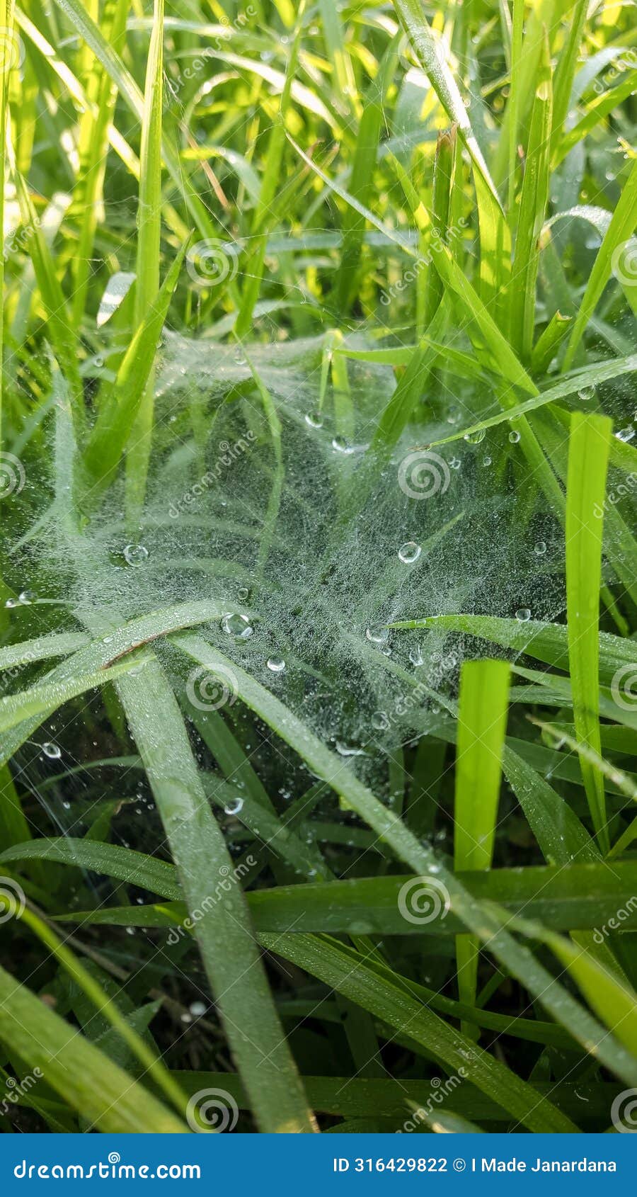 dew clings to the intricate threads of spider webs
