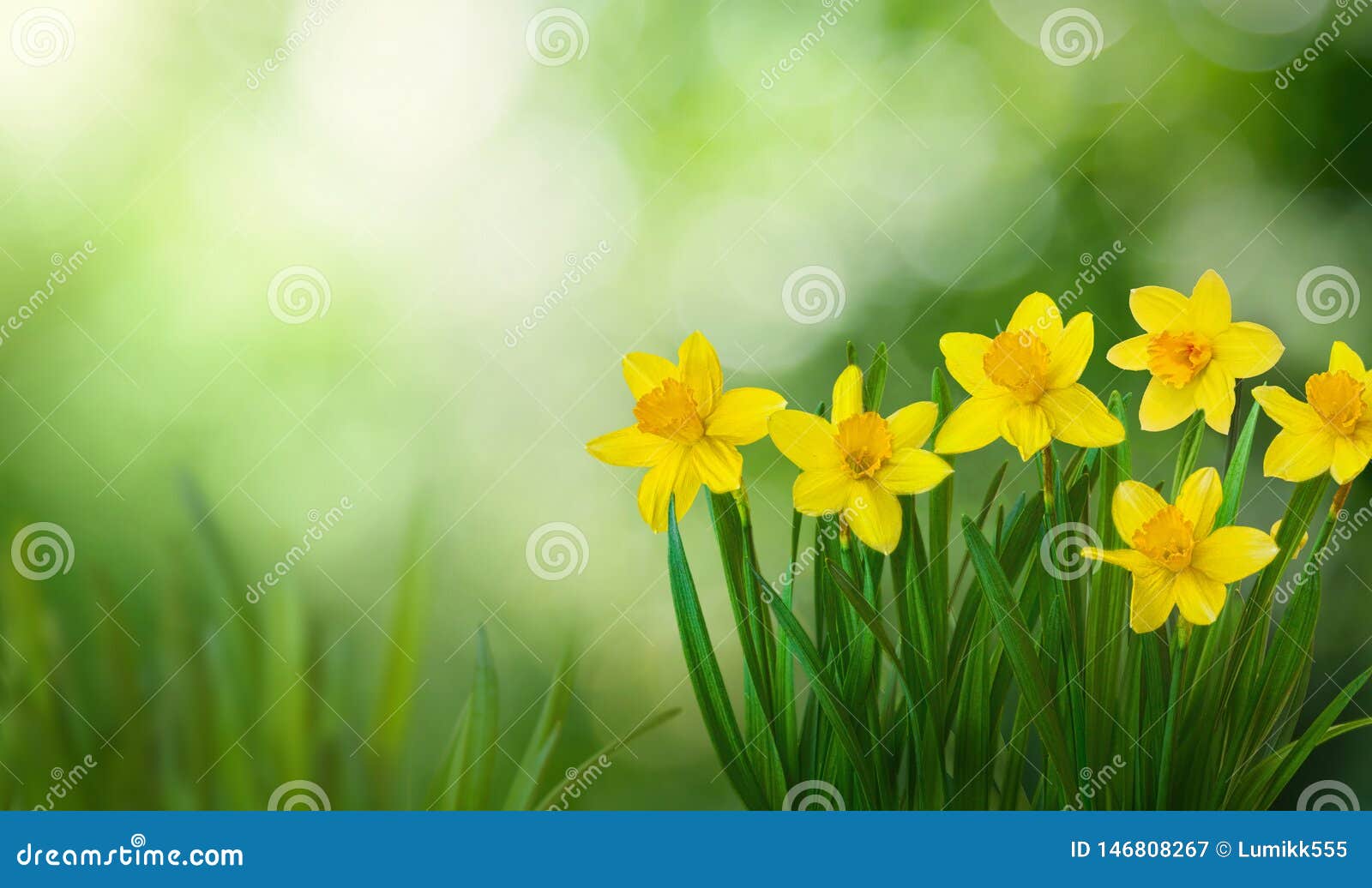 nature spring background with blooming daffodil flowers