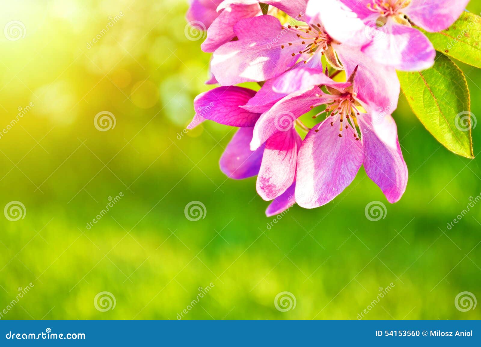 Nature And Spring Flower Background Stock Photo Image 54153560
