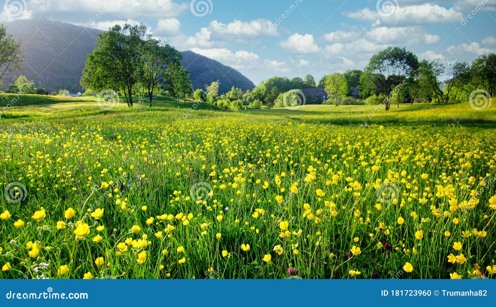nature spring landscape with a field of wild yellow buttercups, green trees and white clouds in blue sky