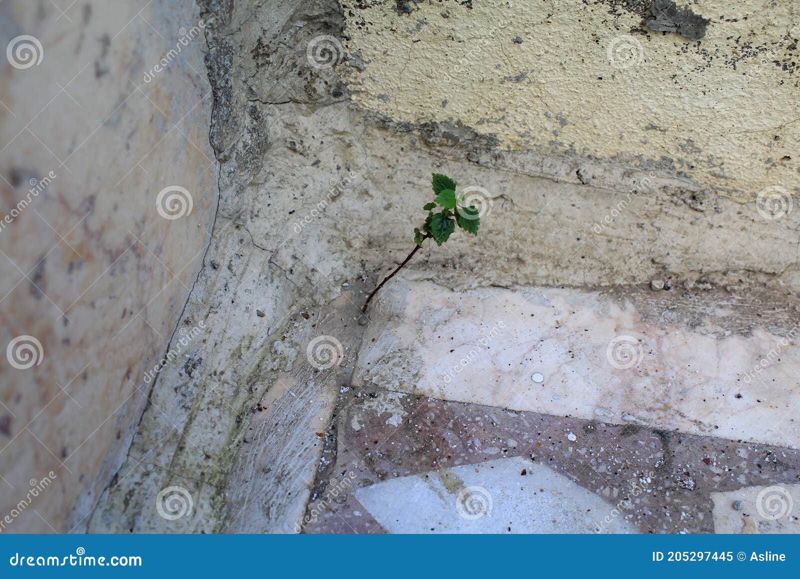 plant growing in concrete.