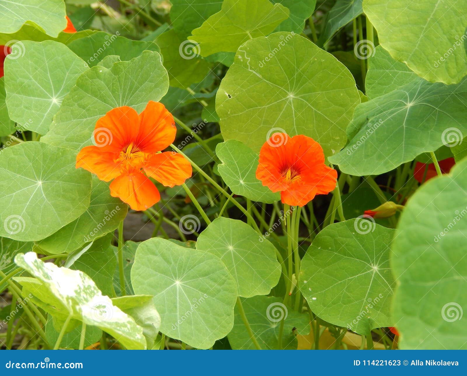 Plant Flower Nasturtium With Orange Flowers Stock Image Image Of Summer Orange 114221623