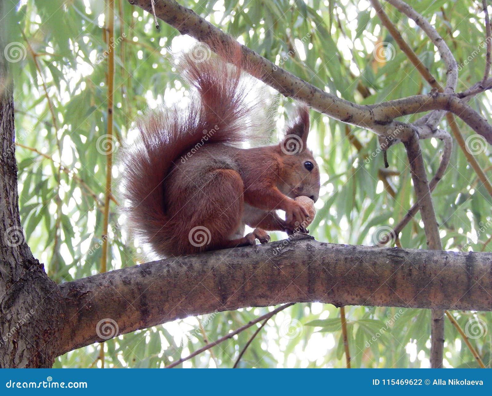 Wild Animal of a Squirrel on a Tree Branch Gnaws a Nut Stock Photo - Image  of wild, summer: 115469622