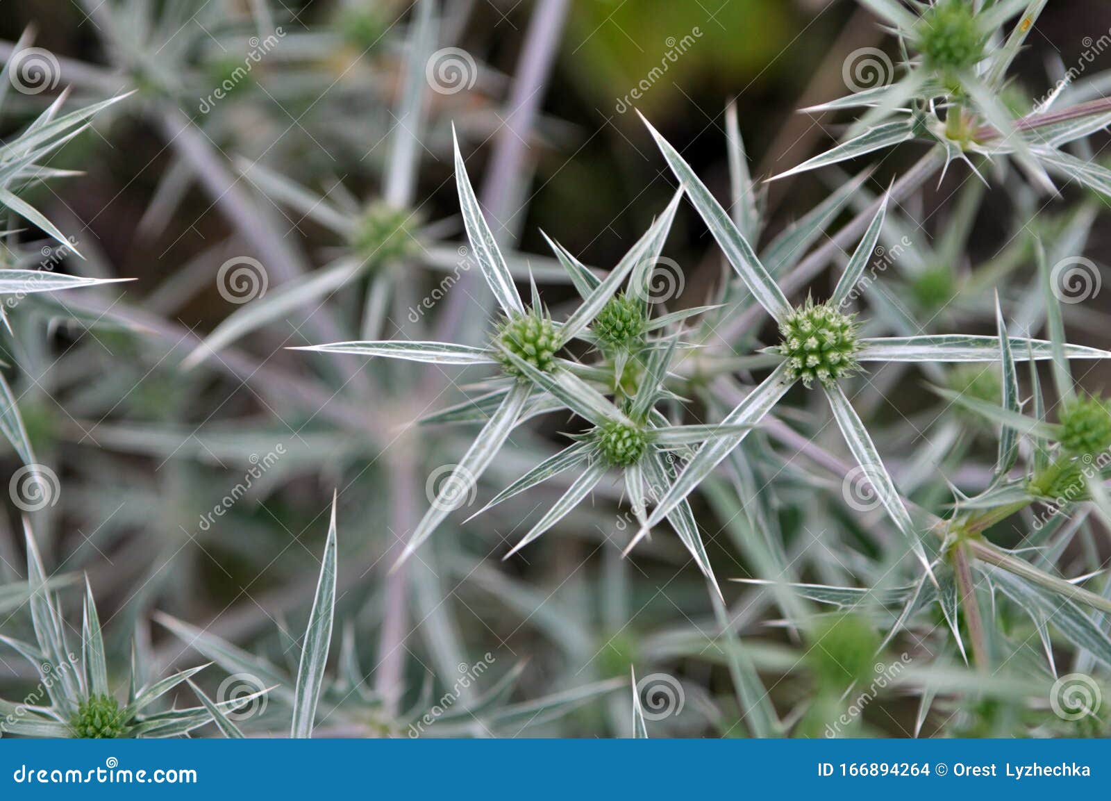 In Nature, Thistle Grows Eryngium Campestre Stock Photo Image of herb