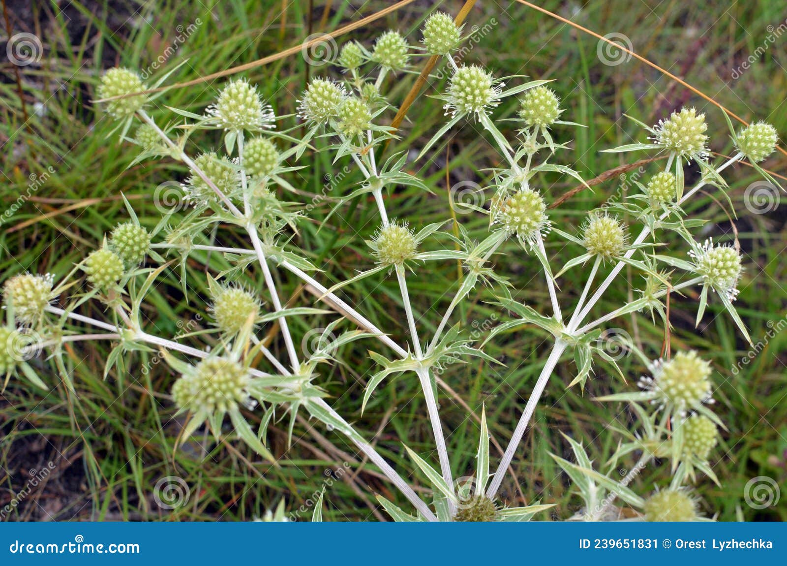 In Nature, Thistle Grows Eryngium Campestre Stock Image Image of