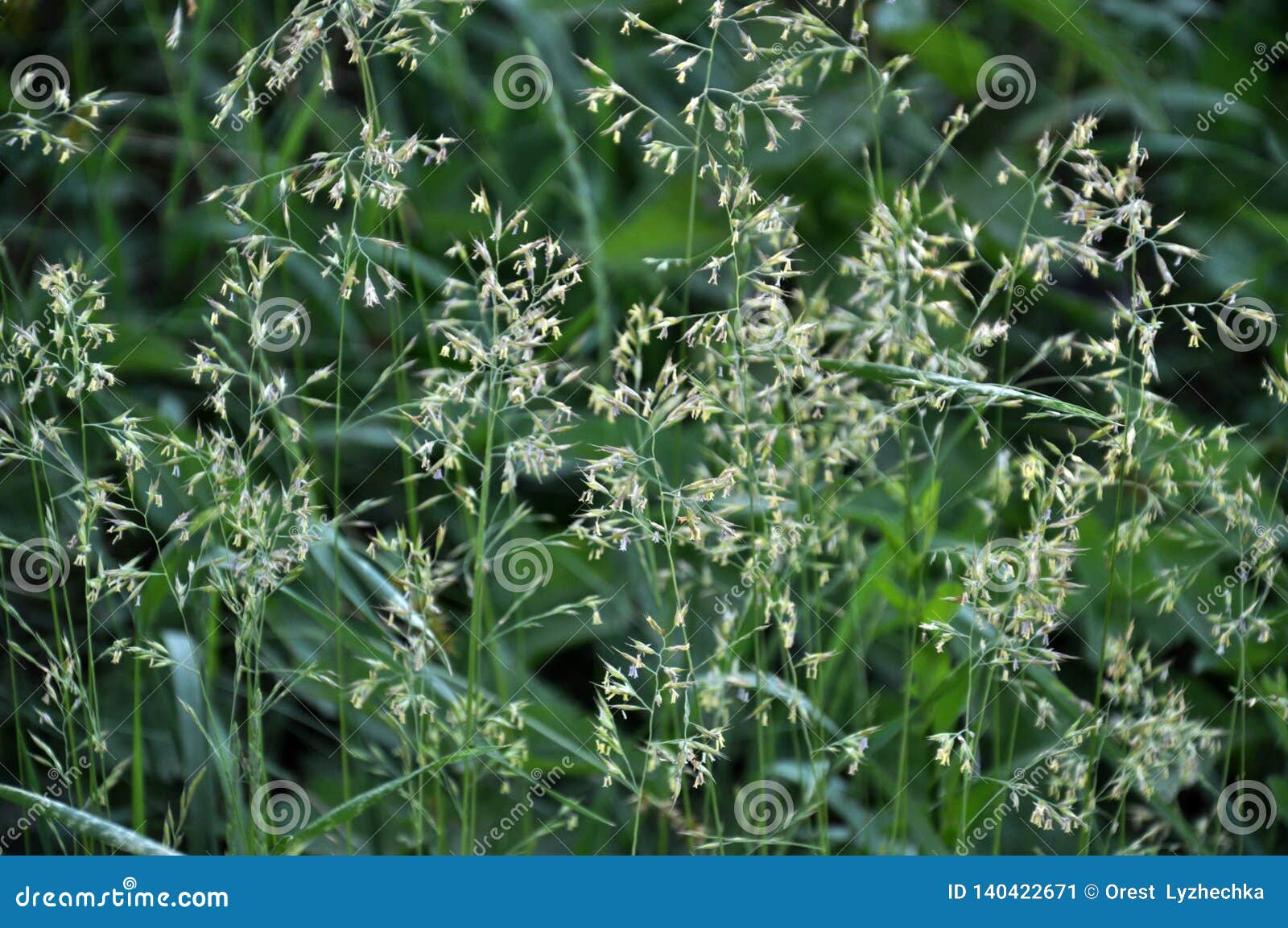 in nature, forage grass is growing for animals bluegrass poa trivialis