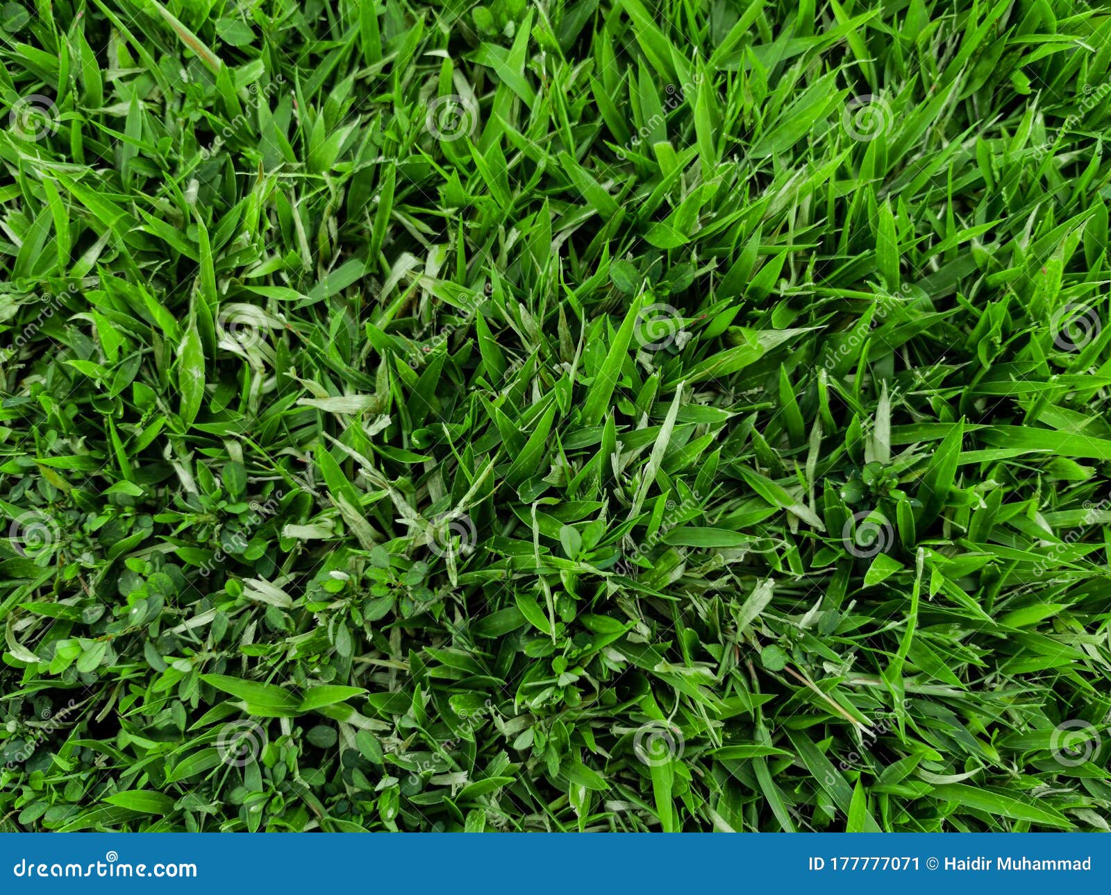 Nature View of Lush Green Grass for Background and Wallpaper. Natural