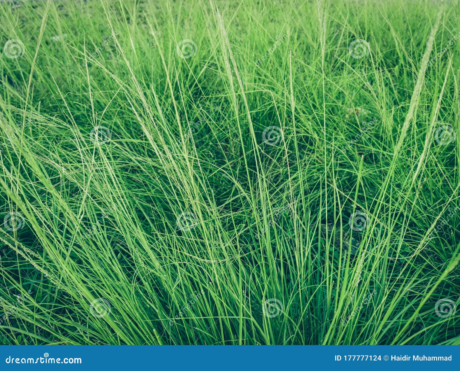 Nature View of Lush Green Grass for Background and Wallpaper. Natural