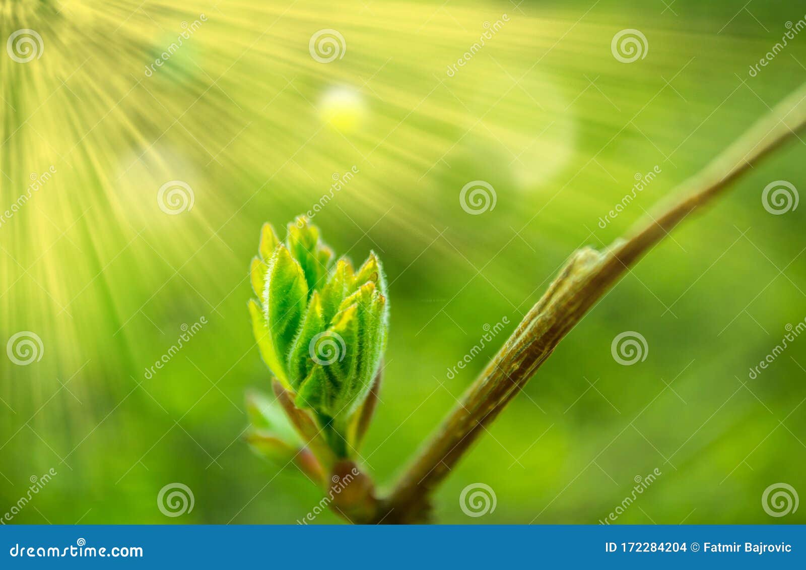 Nature is Waking Up and Spring is Coming. One Beautiful Moment. a New Life  is Born. Sun Rays and Beautiful Green Background Stock Photo - Image of  growth, moment: 172284204