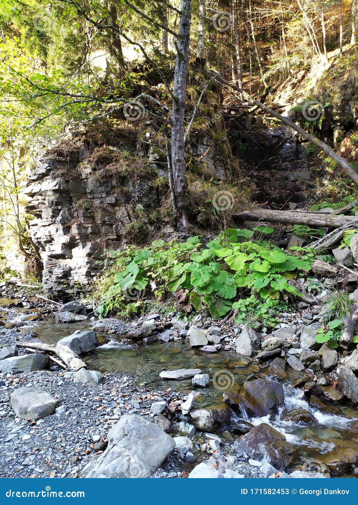 Rivulet stock image. Image of green, woods, cascade 171582453