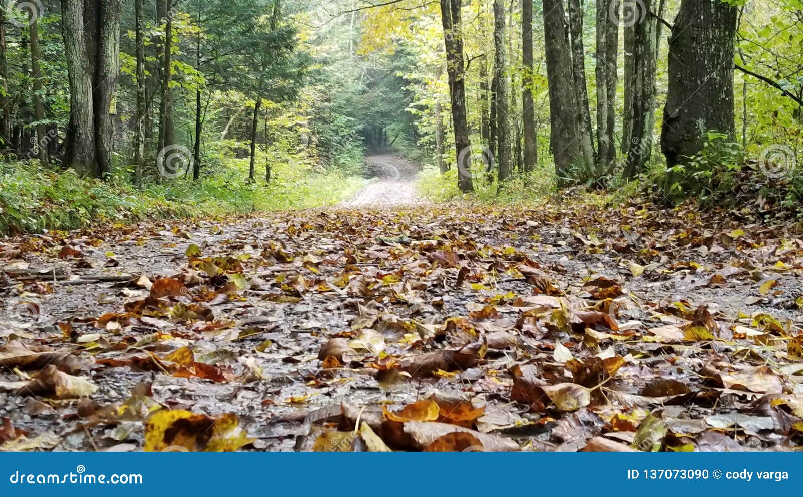 Nature stock photo. Image of offer, nature 137073090