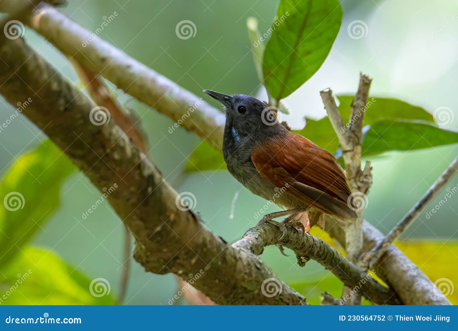 nature wildlife image of chestnut-winged babbler bird standing on tree branches