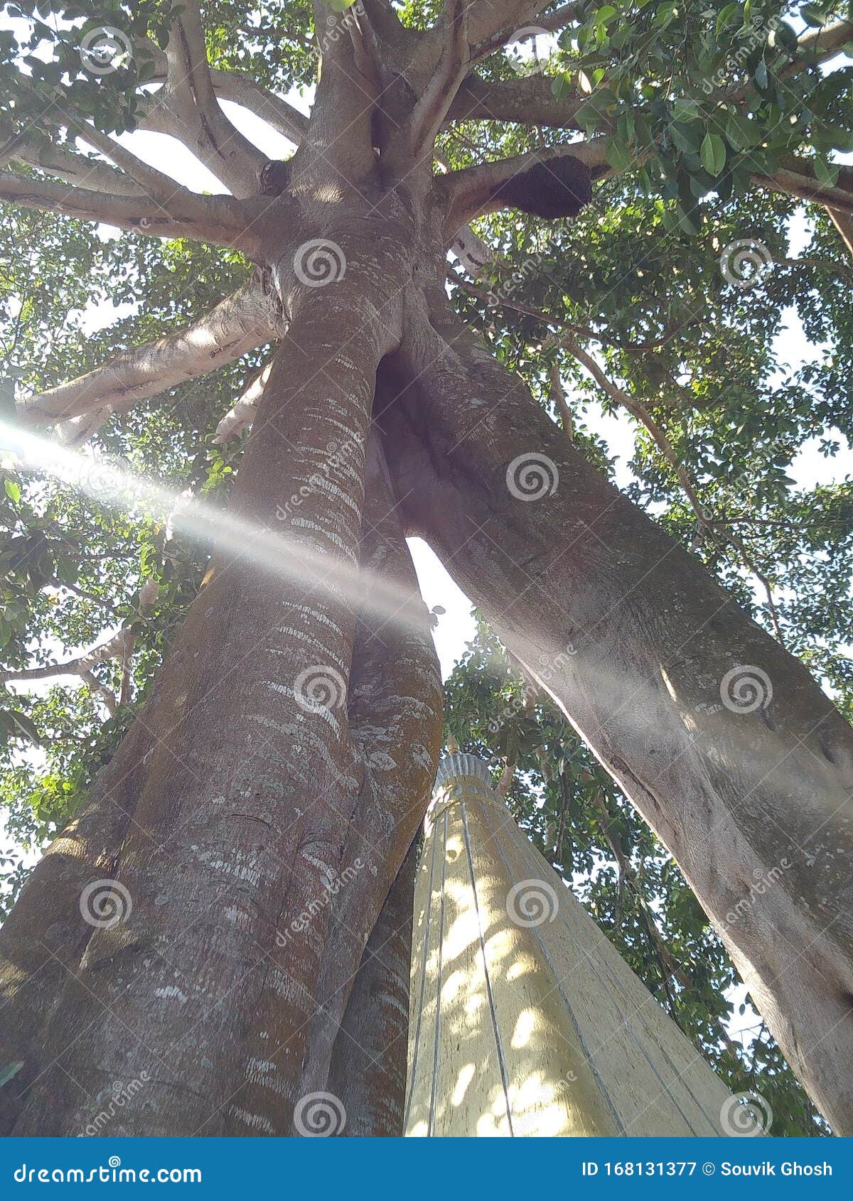 Nature Wonder Two Different Trees Become One Tree Stock Image Image Of Wonder Trees Nature Wonder Two Different Trees Become One Tree Stock Image Image Of Wonder Trees