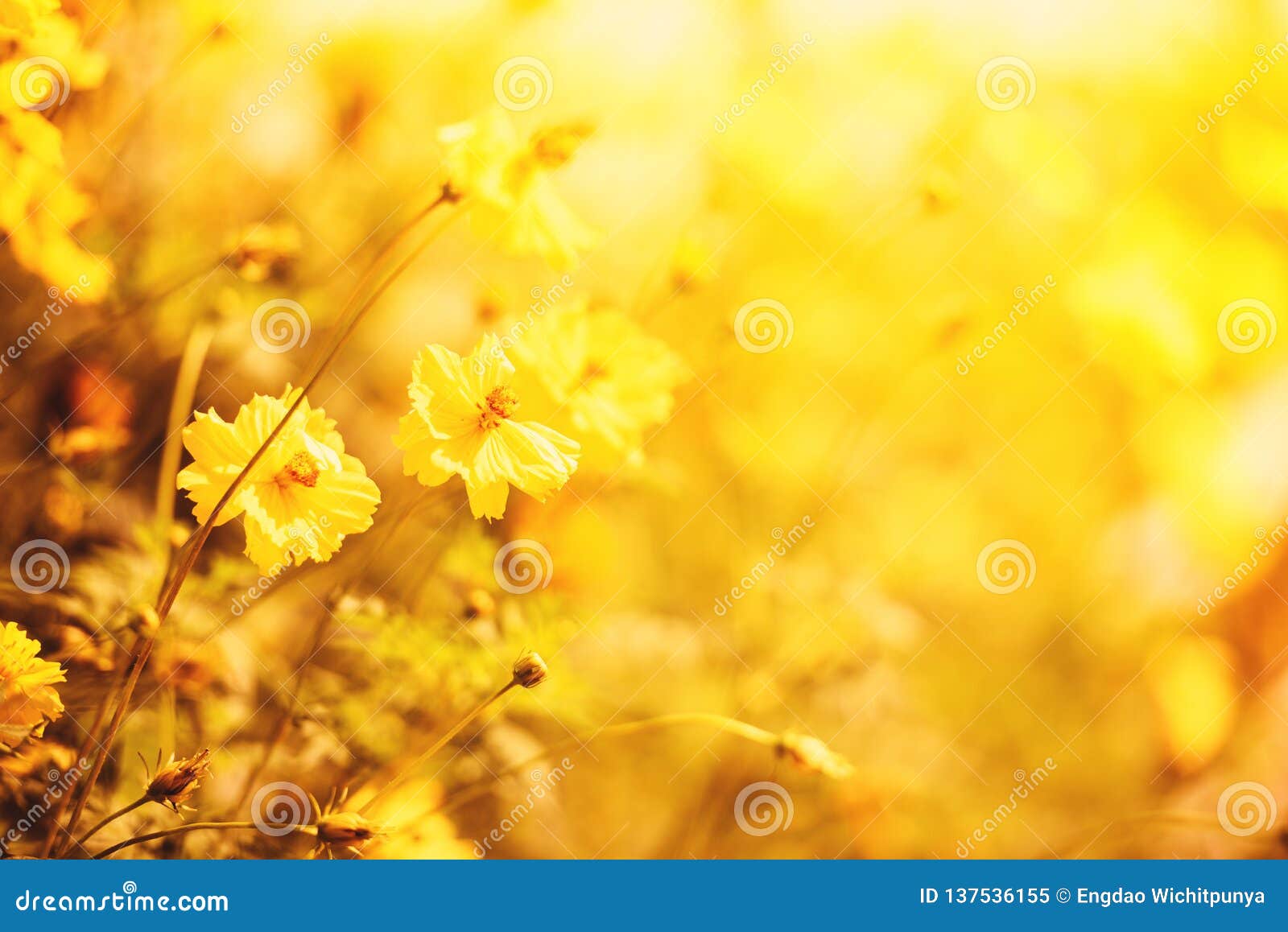 Nature Yellow Flower Field Blur Background Yellow Plant Calendula Autumn  Colors Beautiful in the Garden Stock Image - Image of bloom, tulip:  137536155