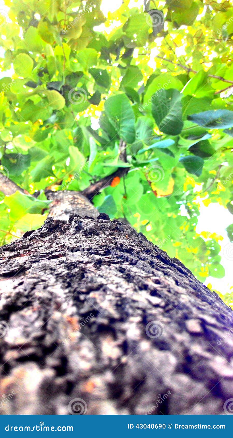 Natures stock photo. Image of bark, green, leaft, tree 43040690