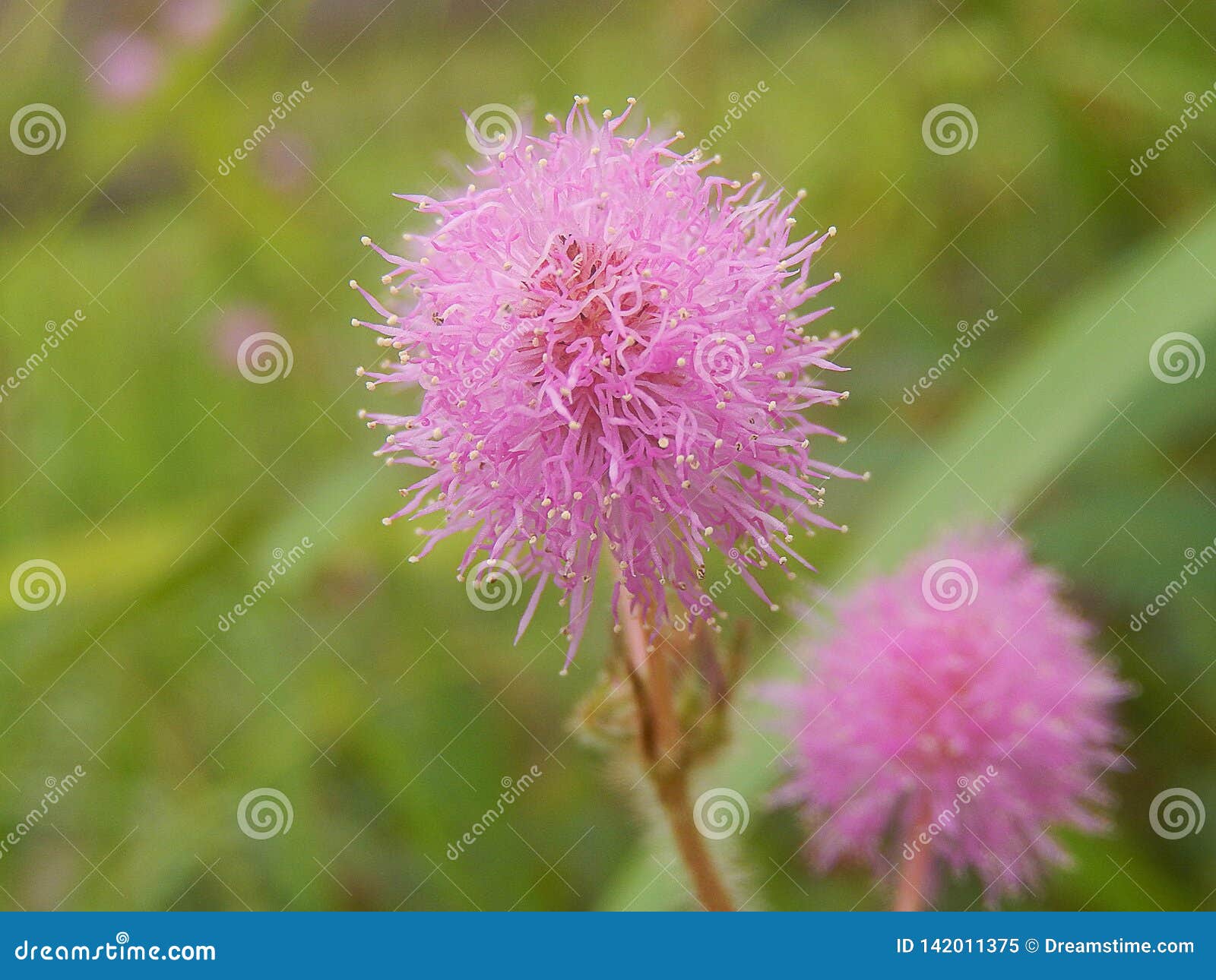 Natureza Tropical - Flores Brasileiras Da Natureza Da Beleza Imagem de  Stock - Imagem de flores, amarelo: 142011375