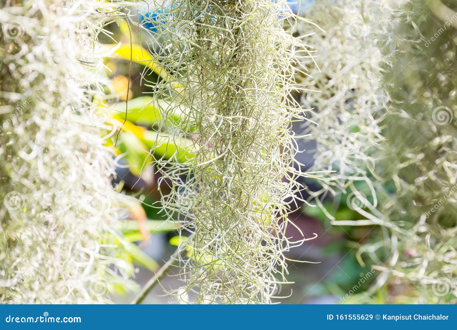 Natuurlijk "gordijn", gevormd door Spaanse mos Spaans mos dicht Grijze natuurlijke achtergrond Tillandsia usneoides nature wazig background Tillandsia usneoides is een plant in de ananas familie