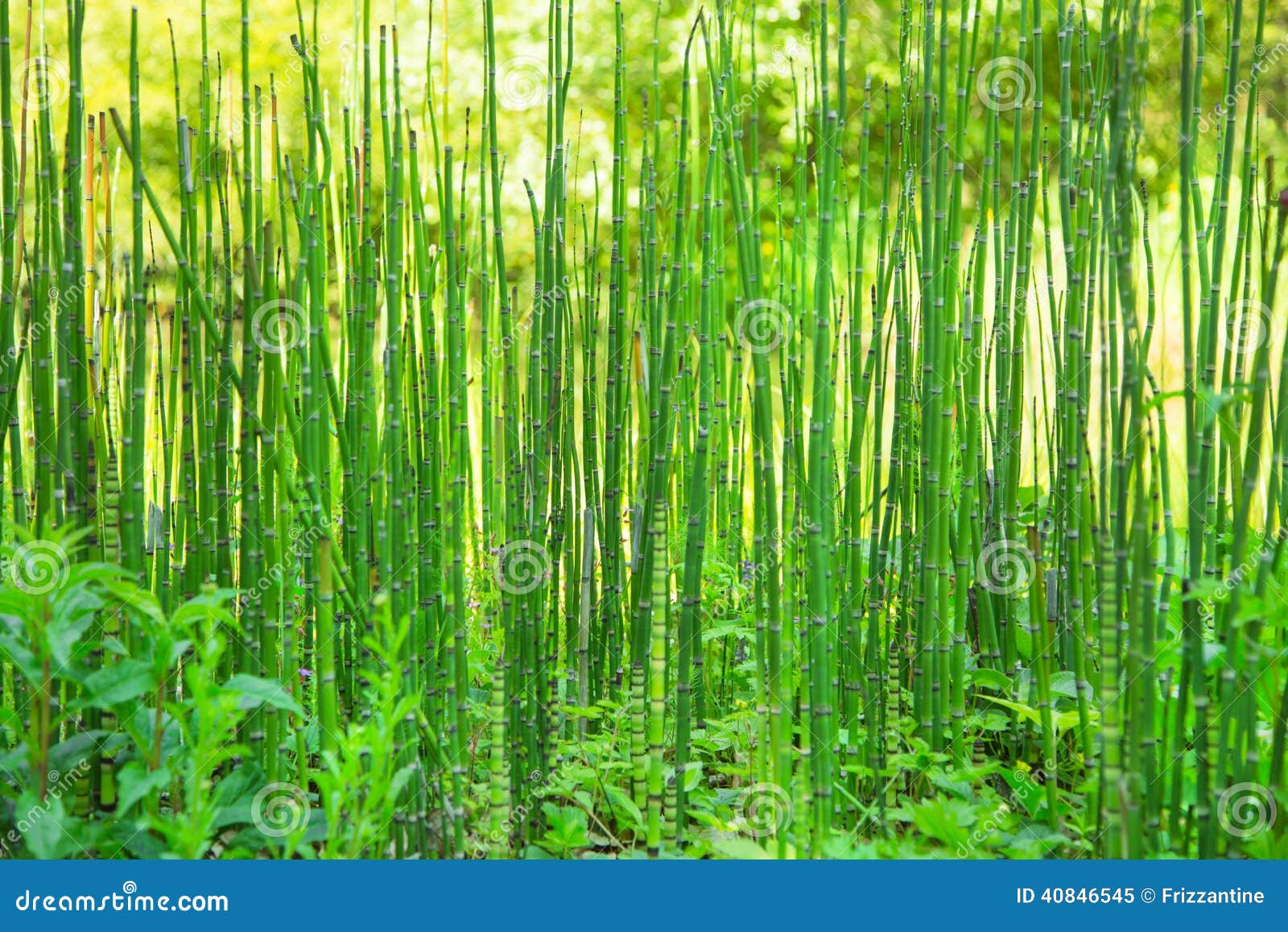 Natürlicher Grüner Hintergrund Mit Schilf Oder Bambus Stockbild Bild