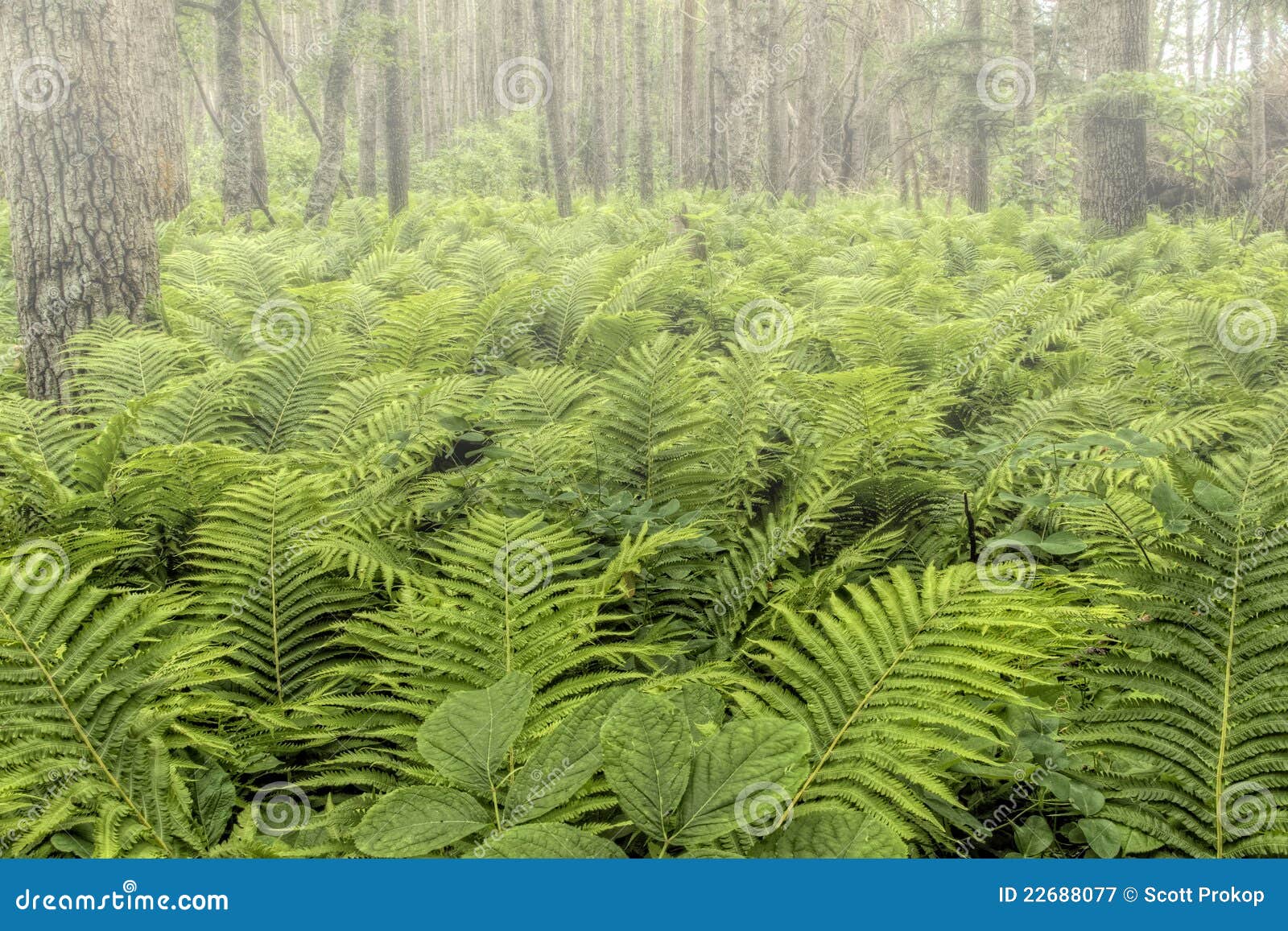 Natürlicher Wald Mit FarnAnlagen Stockbild Bild von betrieb