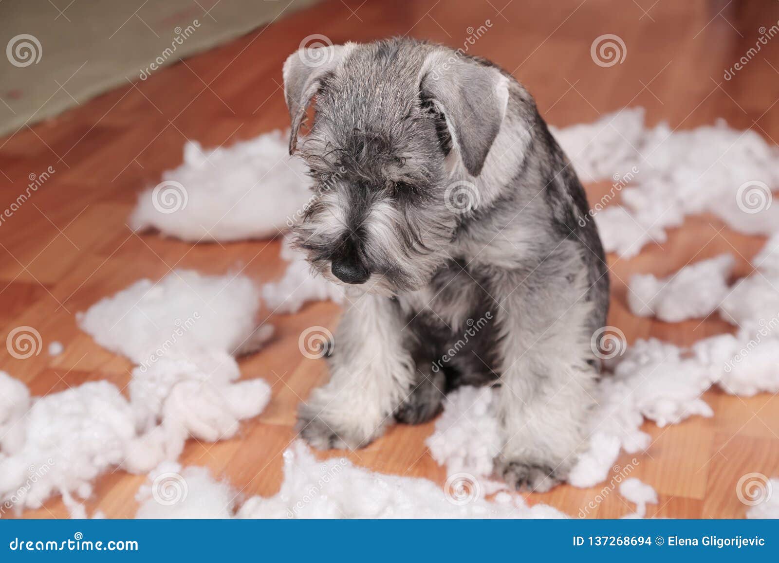 naughty bad cute schnauzer puppy dog made a mess at home, destroyed plush toy. the dog is home alone.