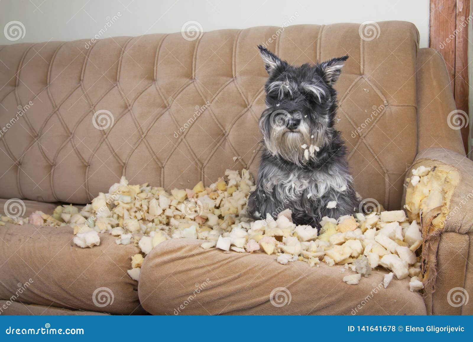 naughty bad schnauzer puppy dog lies on a couch that she has just destroyed.
