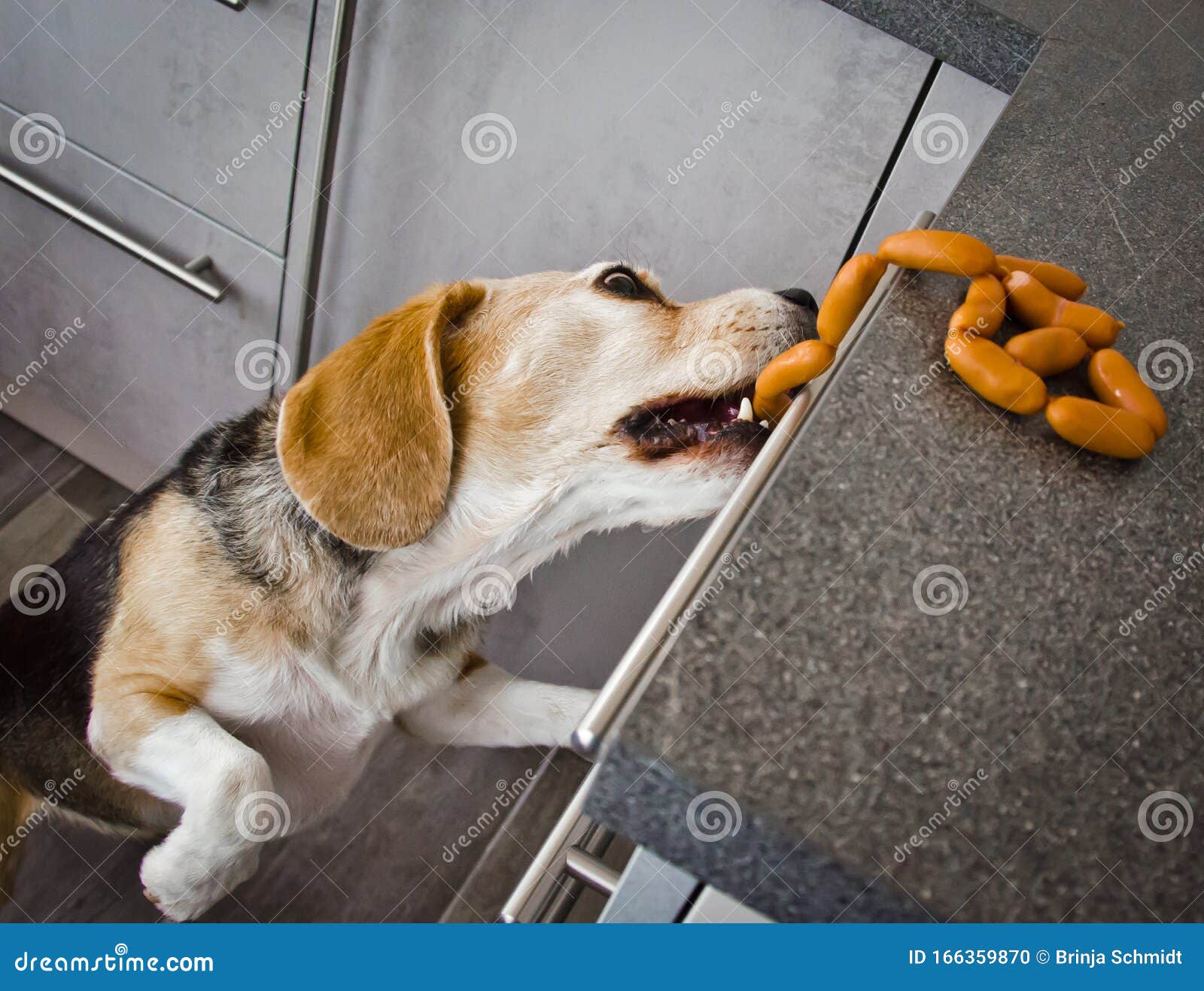 A Naughty Beagle, a Dog, Steals Sausages Stock Photo Image of nasty