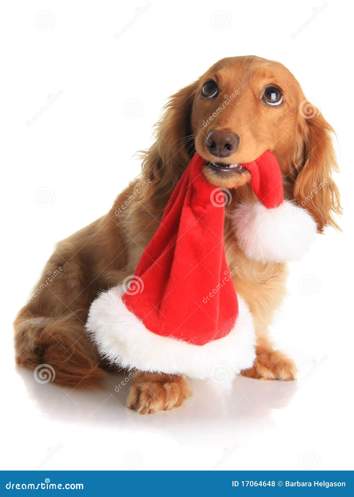 Naughty Christmas dog stock photo. Image of dachshund 17064648