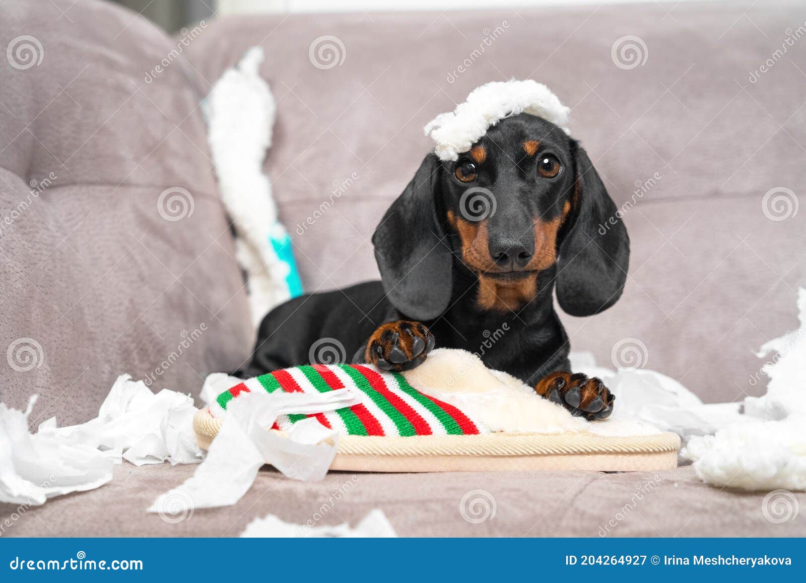 naughty dachshund puppy was left at home alone and started making a mess. pet tore up furniture and chews home slipper