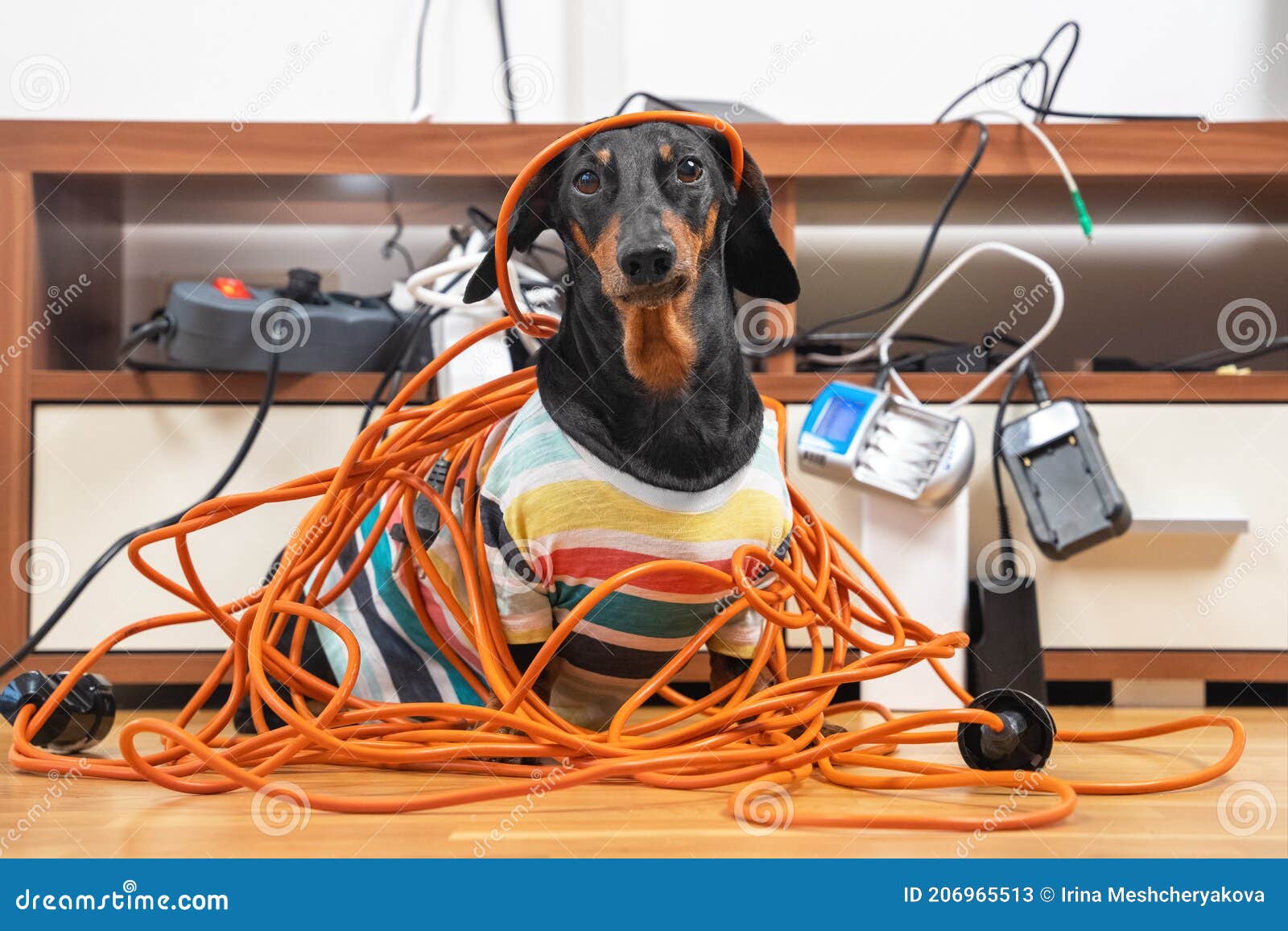 naughty dachshund was left at home alone and made a mess. dog in striped t-shirt scattered and tore apart wires and
