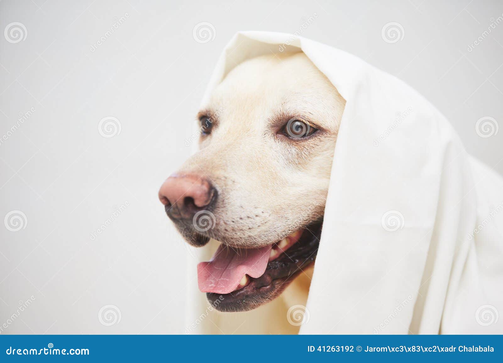 labrador retriever bed sheets