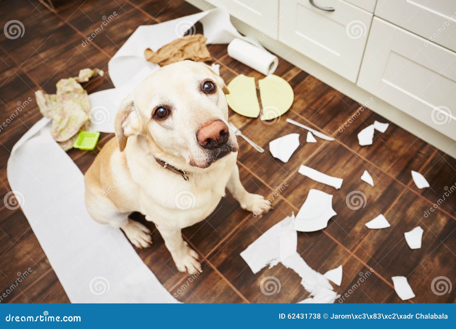 Naughty dog stock photo. Image of paper, canine, mischievous 62431738
