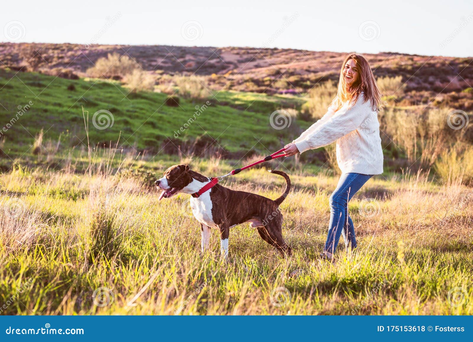Dog Pulling On Leash Stock Photo 45893412