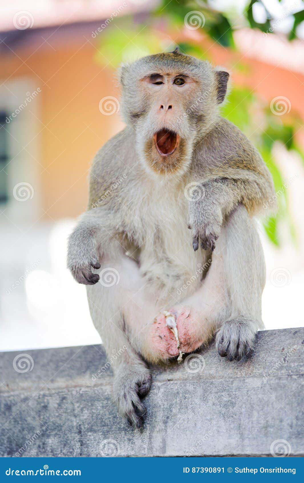 Naughty Monkey stock image. Image of food, portrait, cute - 87390891