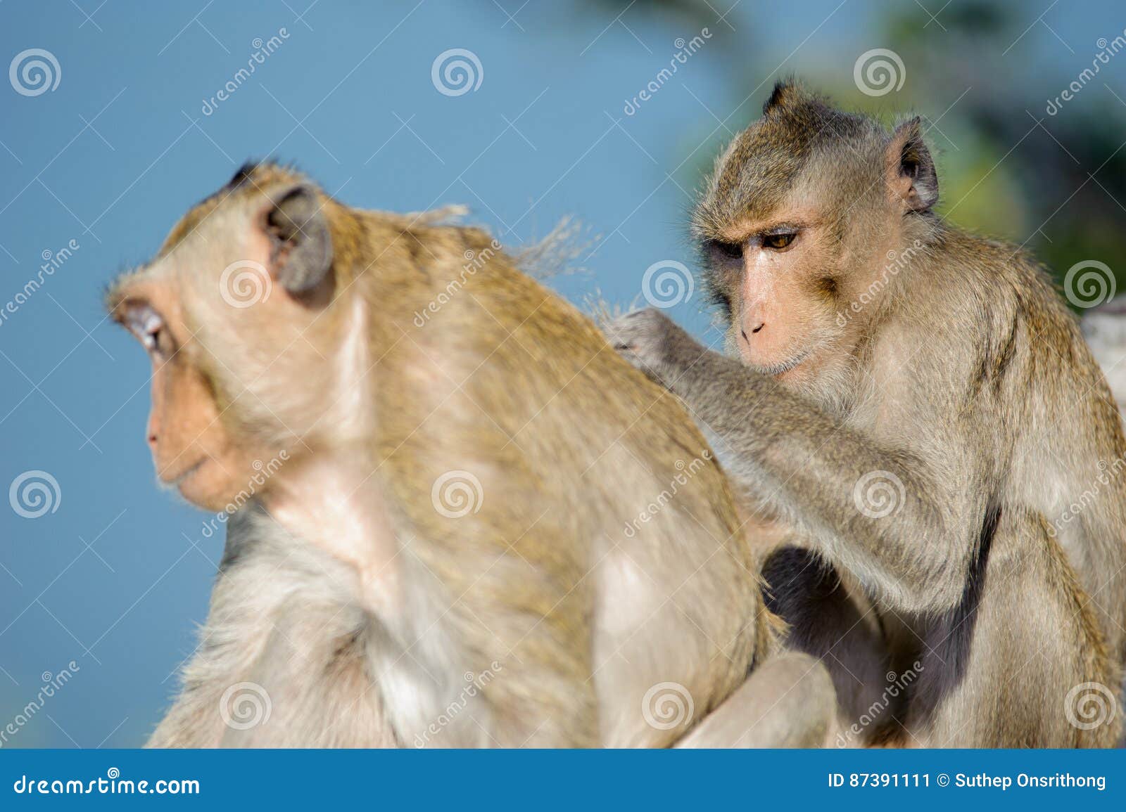 Naughty Monkey 6 stock image. Image of monkey, naughty - 87391111