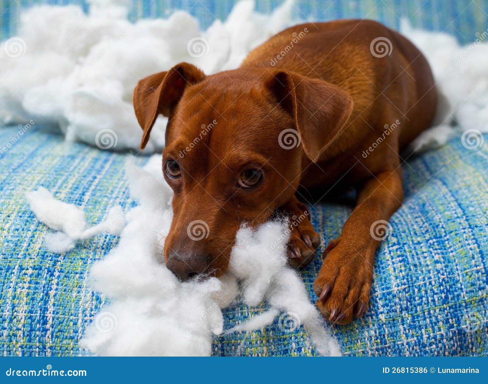 naughty playful puppy dog after biting a pillow