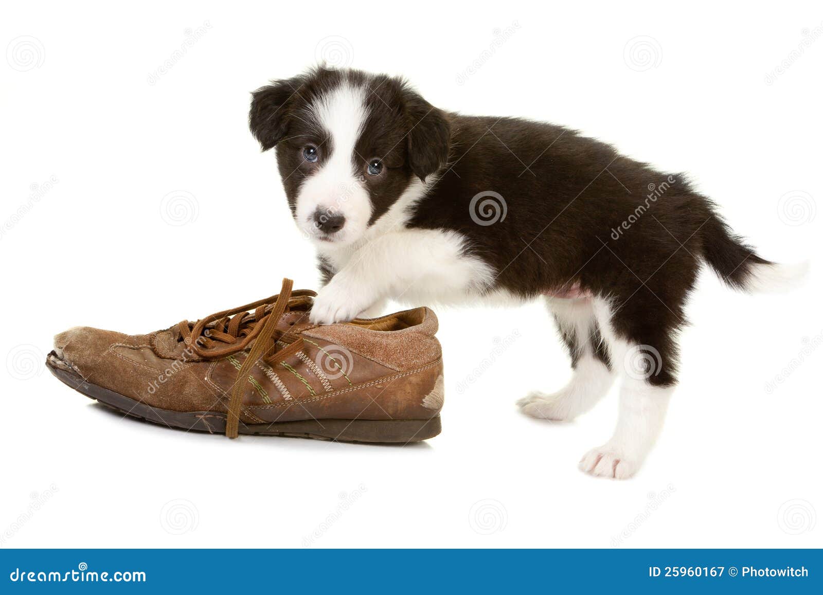 11,248 Naughty Animal Stock Photos - Free & Royalty-Free Stock Photos from Dreamstime 11,248 Naughty Animal Stock Photos - Free & Royalty-Free Stock Photos from Dreamstime