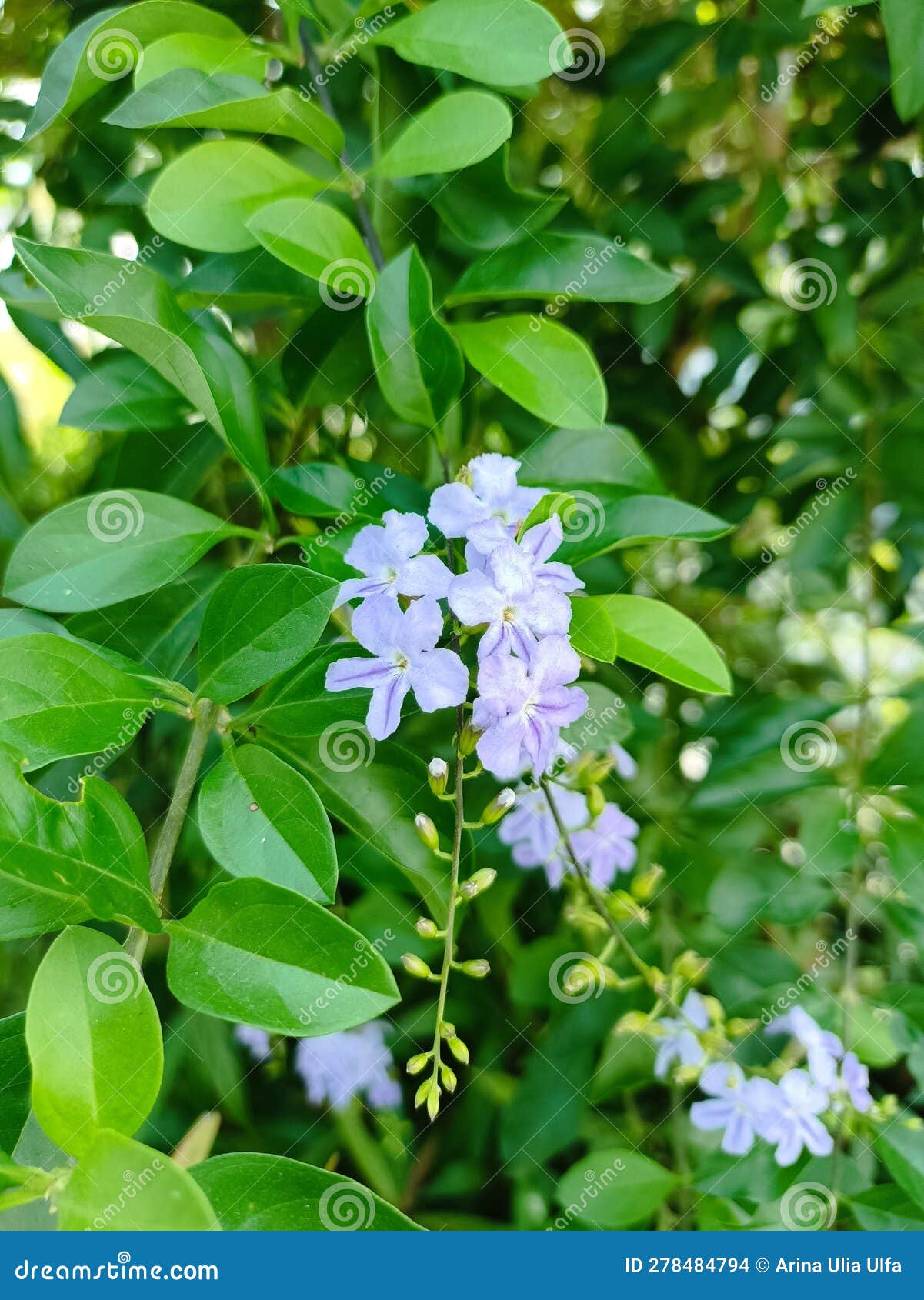 A Naughty Sinyo Plant with the Scientific Name Duranta Repens Which Has ...