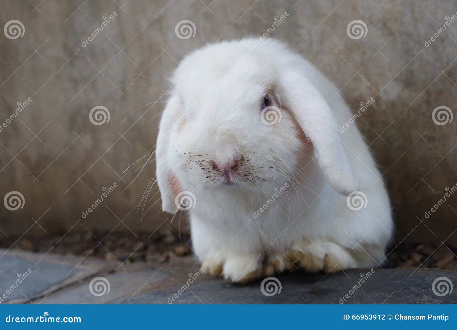 Naughty White Rabbit with Dirty Nose, Selective Focus Stock Photo