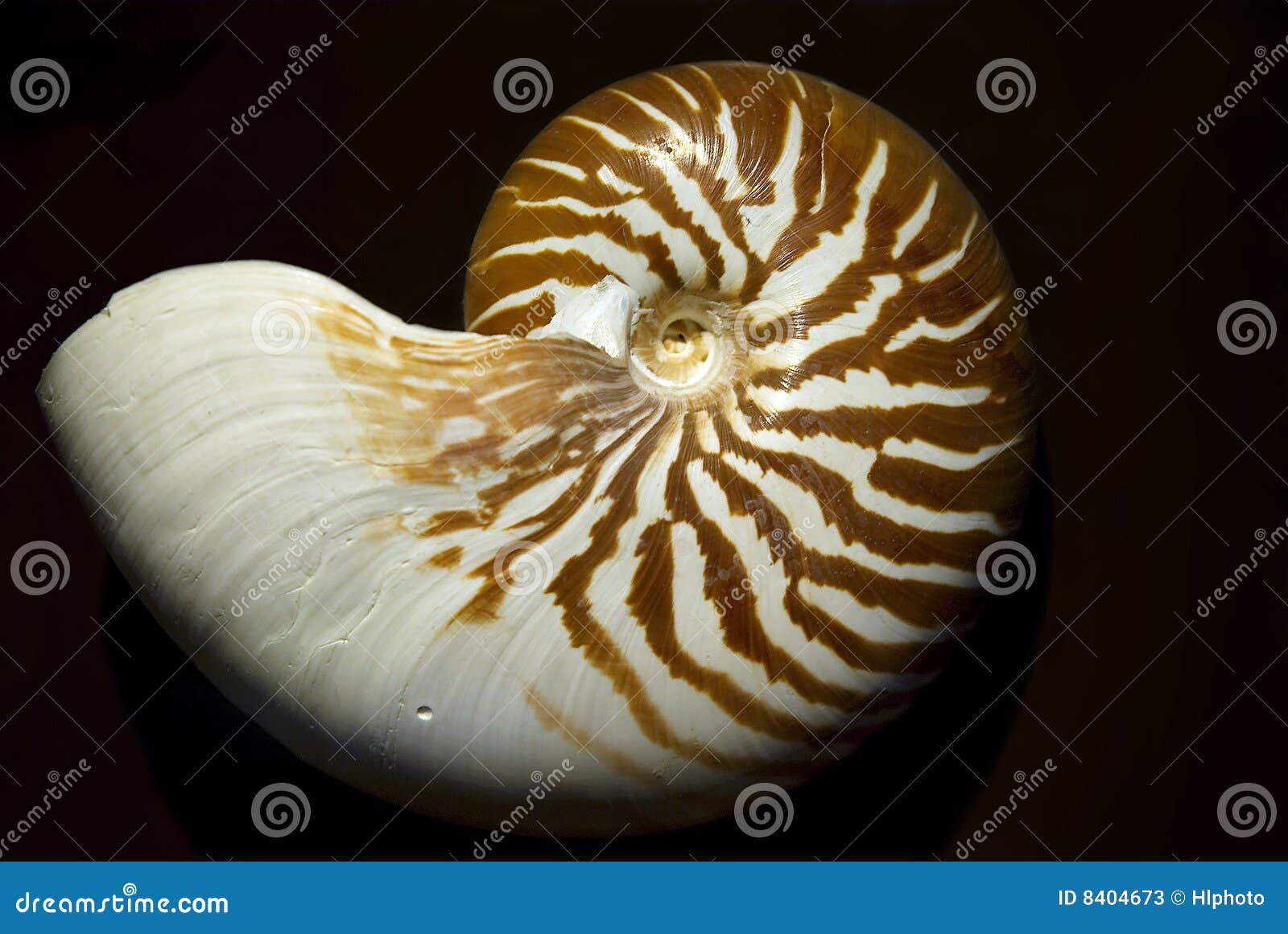 An old large Nautilus shell on black background.